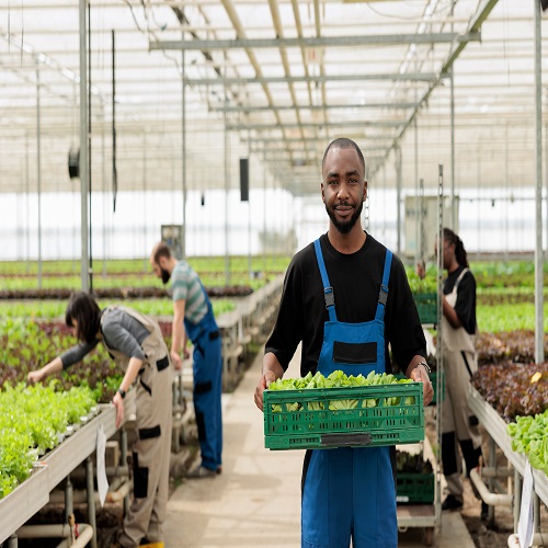 Worker in greenhouse facility with agricultural infrastructure